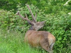 La coume du cerf à Campan